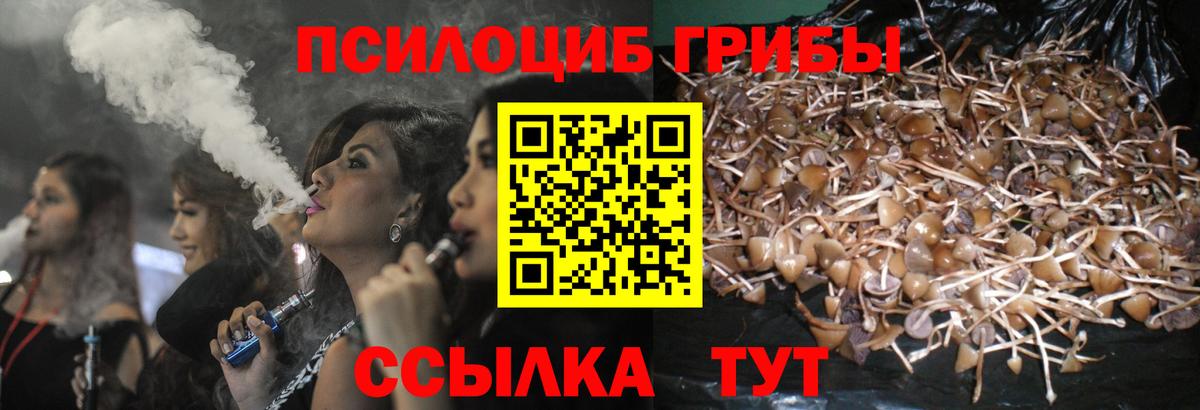 Галлюциногенные грибы Psilocybine cubensis Северобайкальск